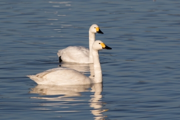 Welney sightings - 26/12/2024